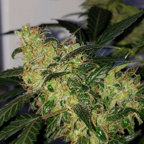 Auto Pineapple Glue growlog timeline photo