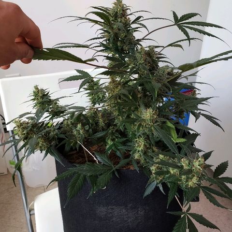Auto Pineapple Glue growlog timeline photo