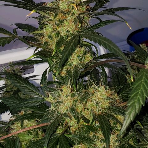 Auto Pineapple Glue growlog timeline photo
