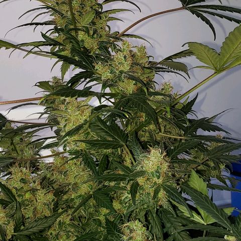 Auto Pineapple Glue growlog timeline photo