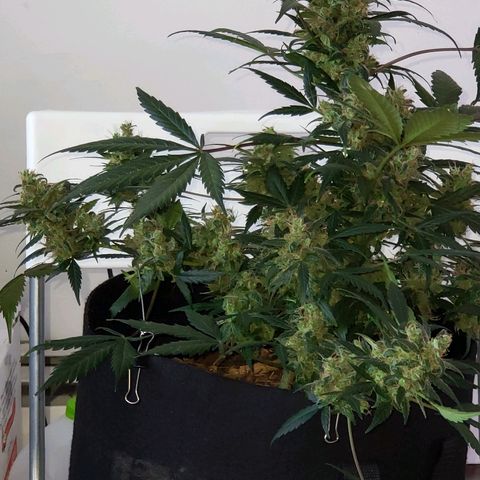 Auto Pineapple Glue growlog timeline photo
