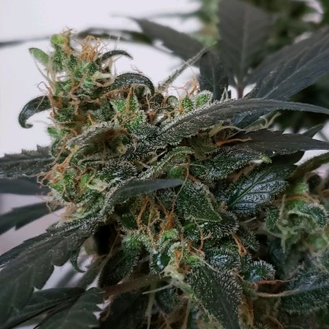 Auto Pineapple Glue growlog timeline photo