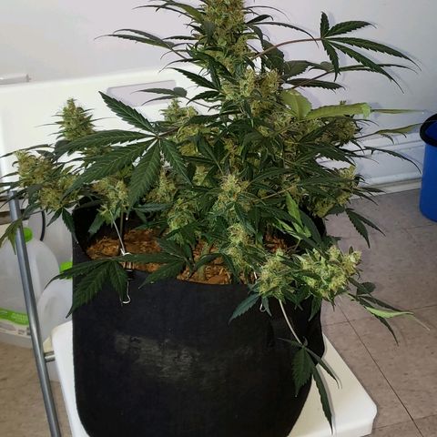 Auto Pineapple Glue growlog timeline photo