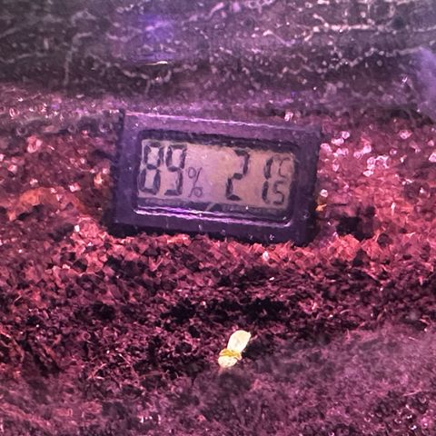 Runtz Auto growlog timeline photo