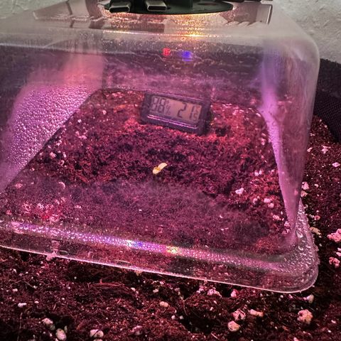 Runtz Auto growlog timeline photo