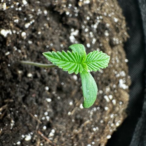 Runtz Auto growlog timeline photo