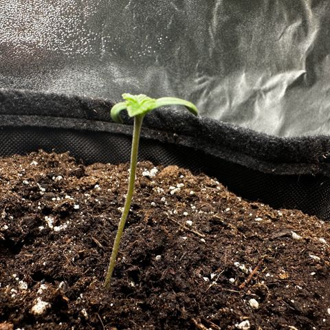 Runtz Auto growlog timeline photo