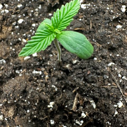 Runtz Auto growlog timeline photo