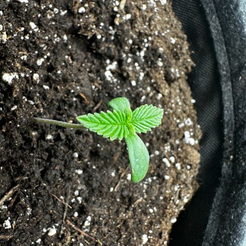 Runtz Auto growlog timeline photo