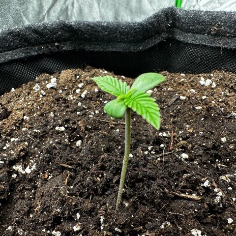Runtz Auto growlog timeline photo