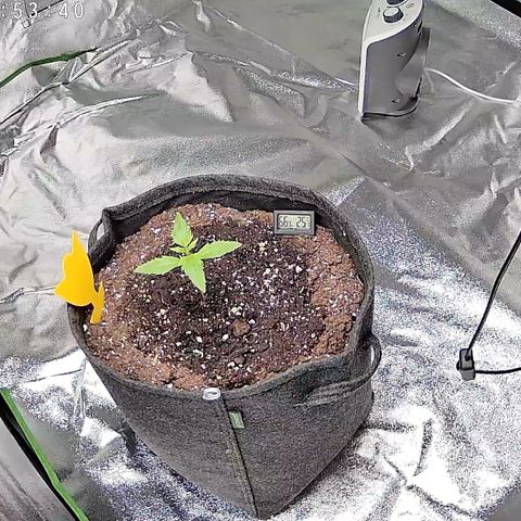 Runtz Auto growlog timeline photo