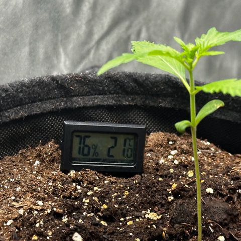 Runtz Auto growlog timeline photo