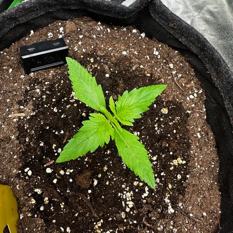 Runtz Auto growlog timeline photo