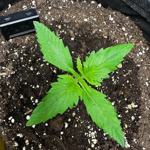 Runtz Auto growlog timeline photo