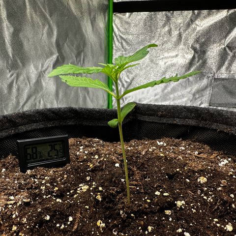 Runtz Auto growlog timeline photo