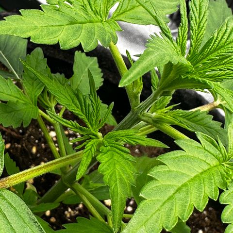 Runtz Auto growlog timeline photo