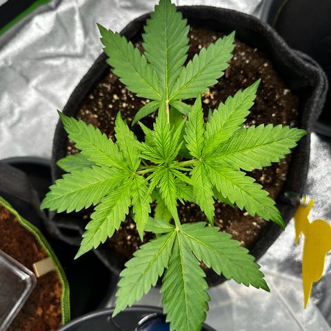 Runtz Auto growlog timeline photo
