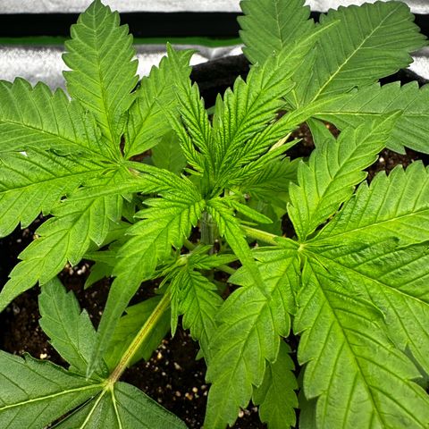 Runtz Auto growlog timeline photo
