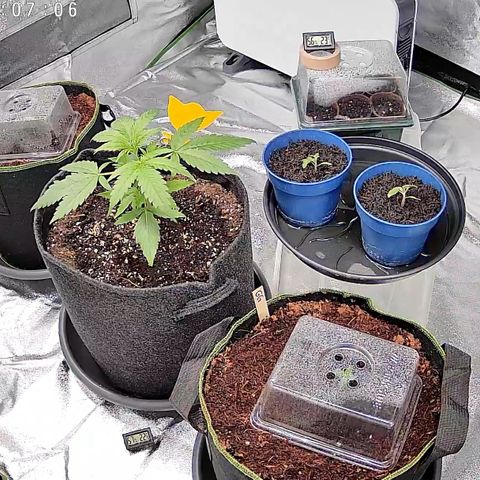 Runtz Auto growlog timeline photo