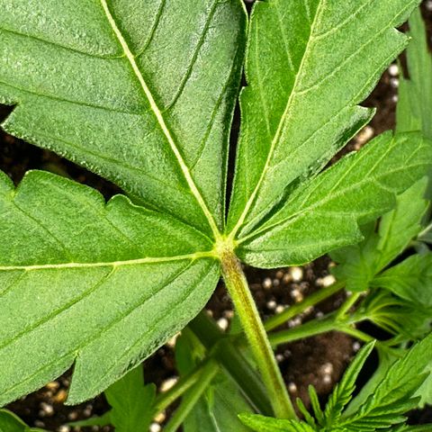 Runtz Auto growlog timeline photo