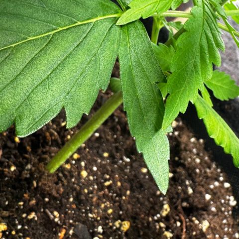 Runtz Auto growlog timeline photo