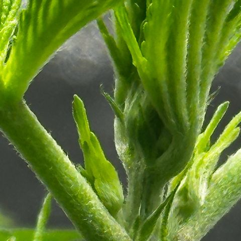 Runtz Auto growlog timeline photo