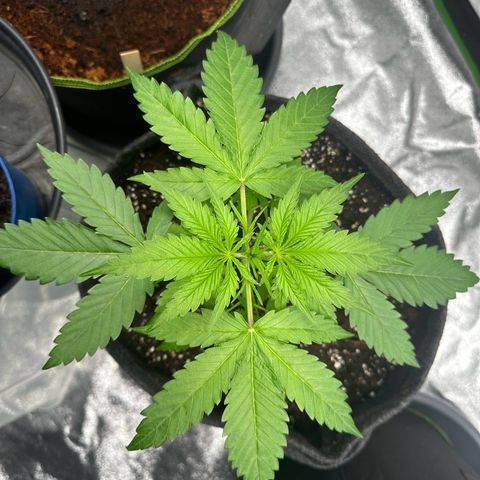Runtz Auto growlog timeline photo