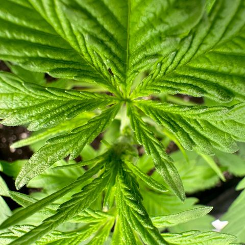Runtz Auto growlog timeline photo