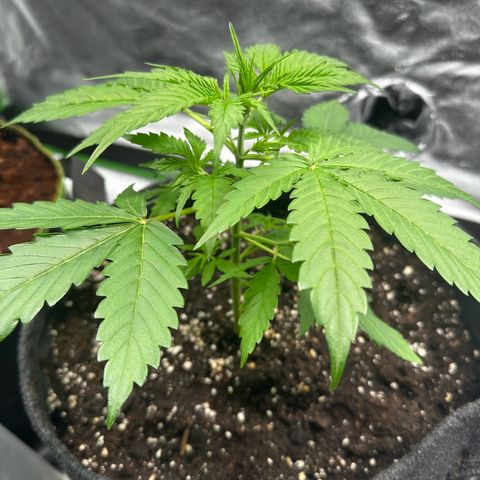 Runtz Auto growlog timeline photo