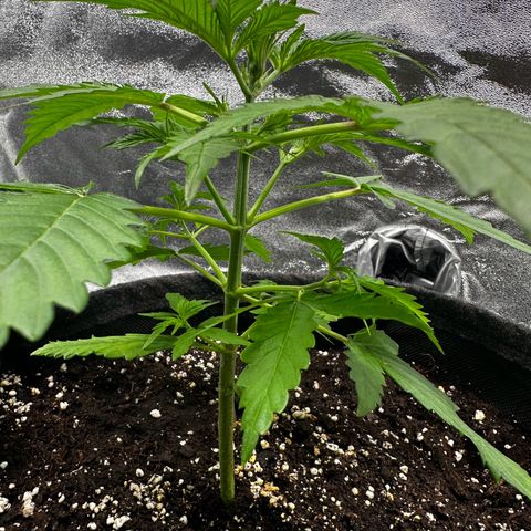 Runtz Auto growlog timeline photo