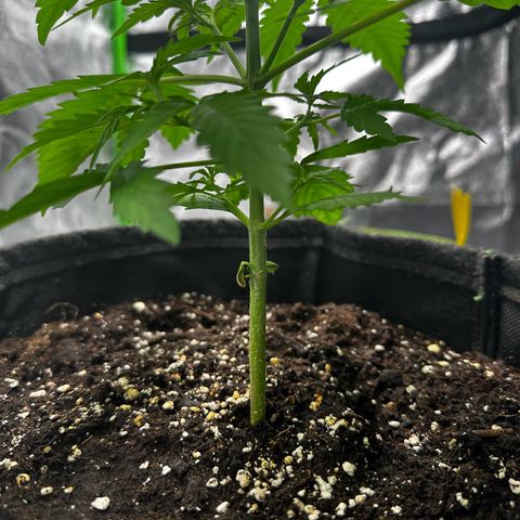 Runtz Auto growlog timeline photo
