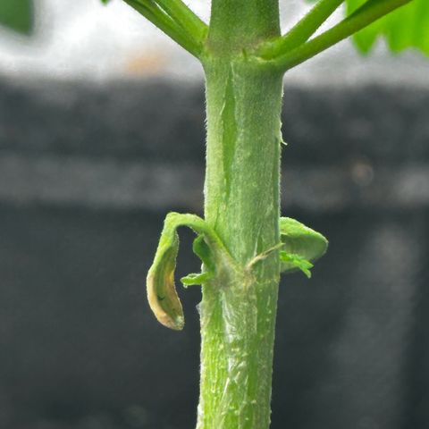 Runtz Auto growlog timeline photo