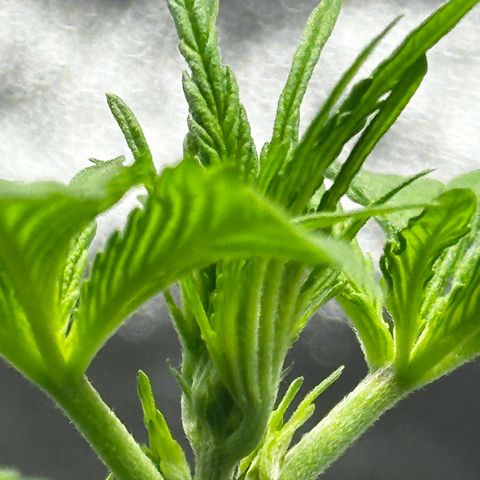 Runtz Auto growlog timeline photo