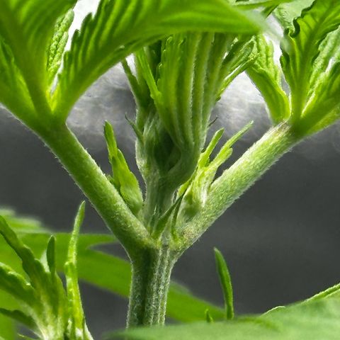 Runtz Auto growlog timeline photo