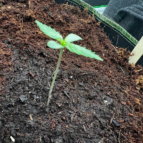 GG#4 Auto growlog timeline photo