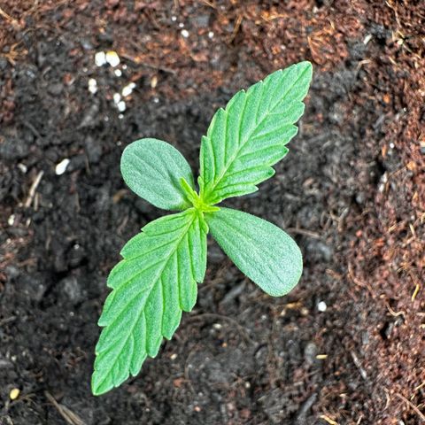 GG#4 Auto growlog timeline photo
