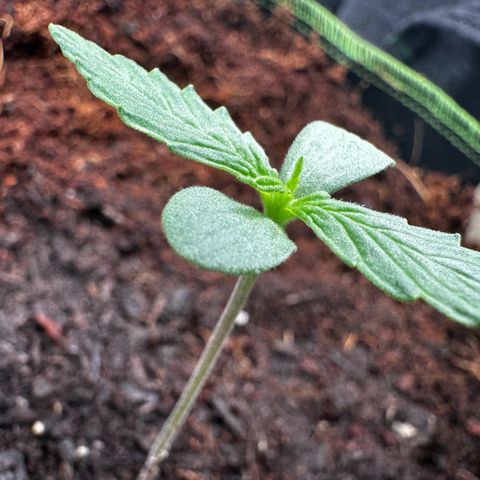 GG#4 Auto growlog timeline photo