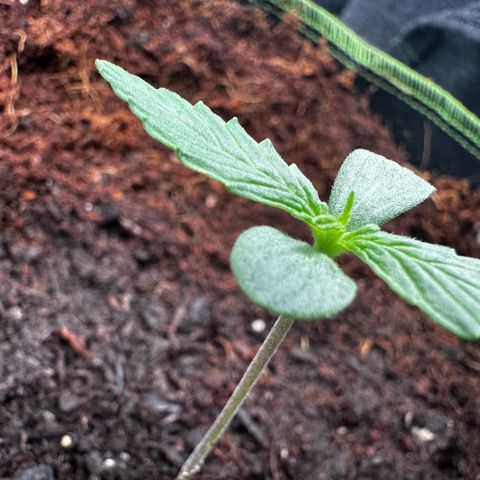 GG#4 Auto growlog timeline photo