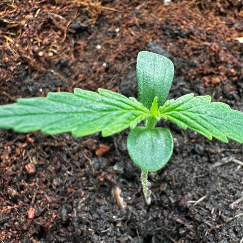Strawberry Cough growlog timeline photo