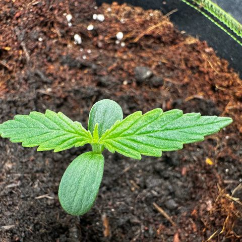 Strawberry Cough growlog timeline photo