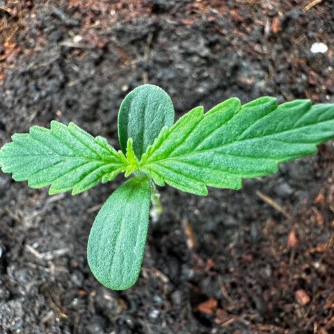 Strawberry Cough growlog timeline photo