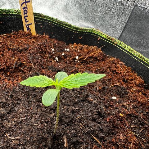 Strawberry Cough growlog timeline photo