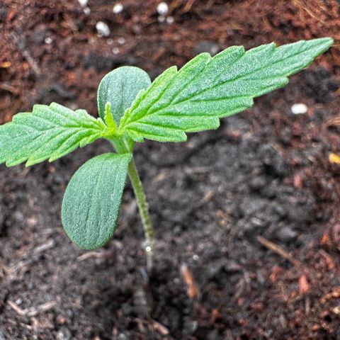 Strawberry Cough growlog timeline photo