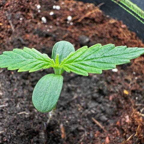 Strawberry Cough growlog timeline photo