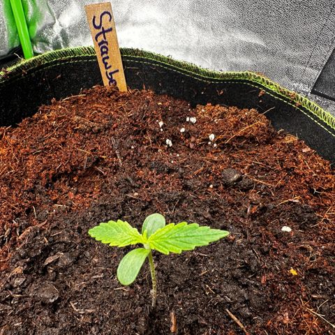 Strawberry Cough growlog timeline photo
