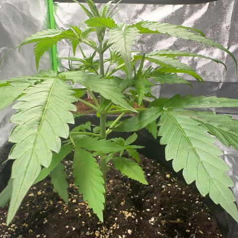 Runtz Auto growlog timeline photo