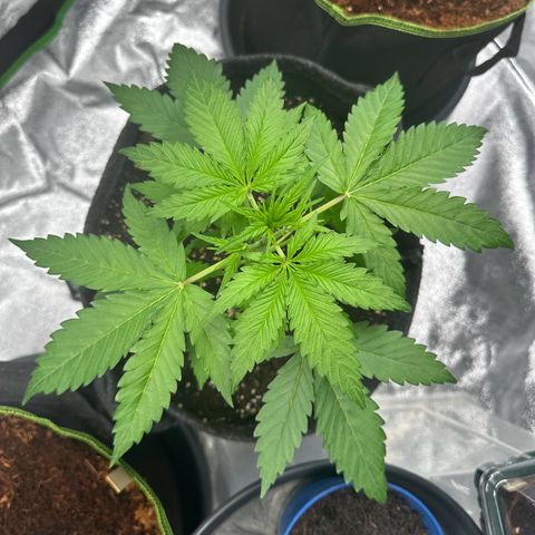 Runtz Auto growlog timeline photo