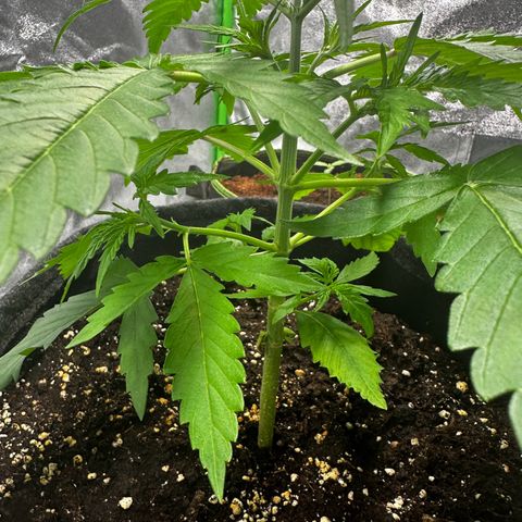 Runtz Auto growlog timeline photo