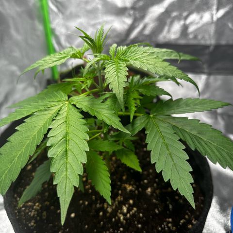 Runtz Auto growlog timeline photo