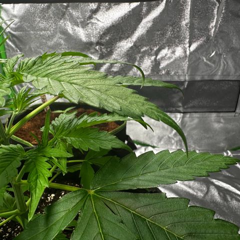 Runtz Auto growlog timeline photo